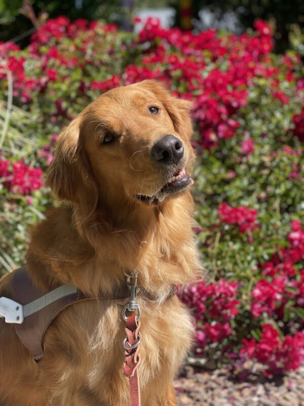 Pacino sits in harness in front of a red rosebush. His head is turned to the side giving him an inquisitive expression as he looks off to the side of the camera.