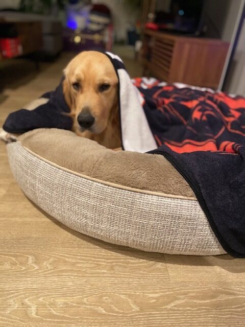 Finland lies on a large, comfy dog bed with a black and orange blanket draped over the top of him. He looks sleepily at the camera.