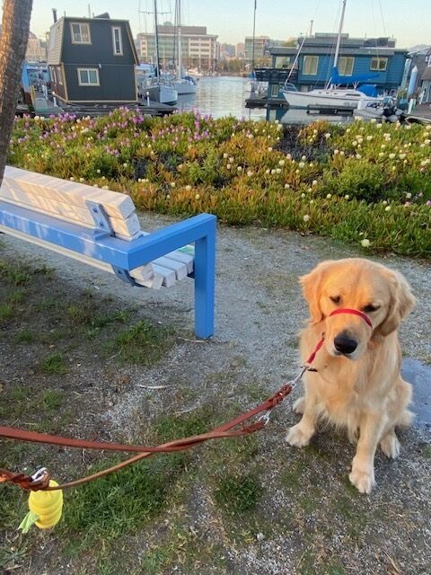 Finland sits on a dirt walking path along the water. Behind him is a large bay filled with houseboats and small sailboats.