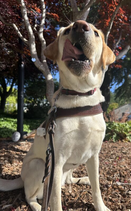 Seattle sitting in front of a tree in harness while staring at the camera while licking the side of her face.