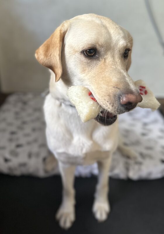 Seattle sitting on a dog bed with a bone in her mouth.