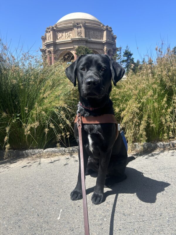 Matrix is sitting in a concrete path in front of the Palace of Fine Arts in San Francisco. He is wearing a guide dog harness and behind him are bushy green plants.