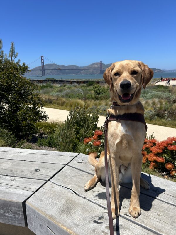Navi is sitting on a wooden bench wearing a guide dog harness. Behind him is a garden of native California plants and in the distance is the Golden Gate bridge.