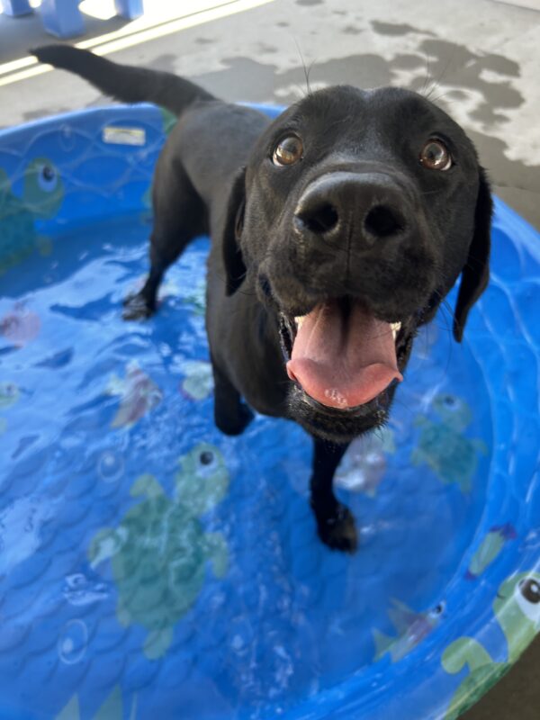 Sunday is standing in a blue kiddie pool in community run. She is holding one paw in the air and looking up at the camera. Her mouth is open and her tongue is out.