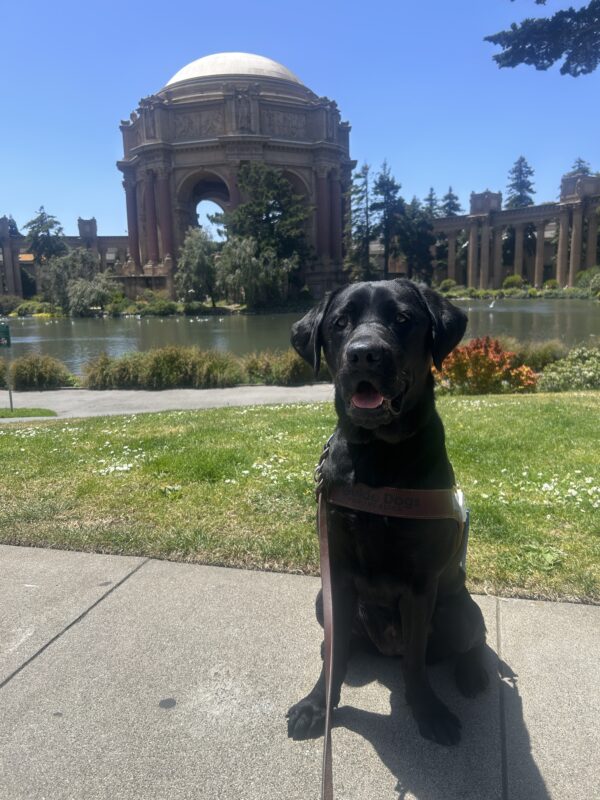 Sunday is sitting on a concrete path in front of the Palace of Fine Arts in San Francisco. She is wearing a guide dog harness and looking at the camera. Behind her is a grassy lawn and a large pond.