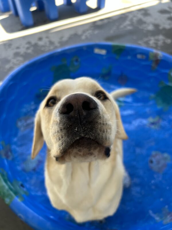 Wilson is sitting in a blue kiddie pool in community run. He is looking straight up at the camera.