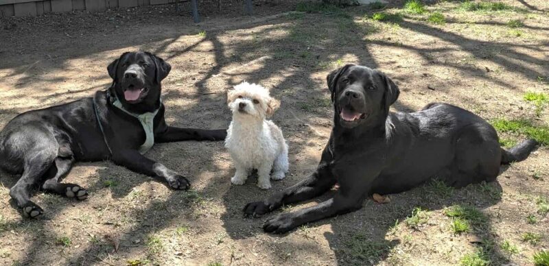Black lab Newton is laying down outdoors on the right side of the photo, with a black lab laying down to his left. Between them, is a small white poodle mix sitting up. All the dogs are smiling up at the camera.