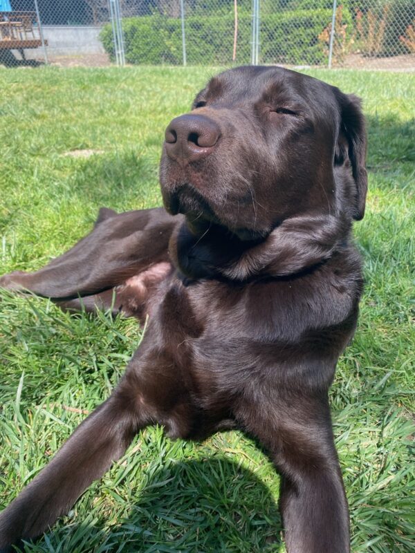 <p>Pinecone relaxes in a fenced in play area on the California GDB campus. The sun is shining and he is