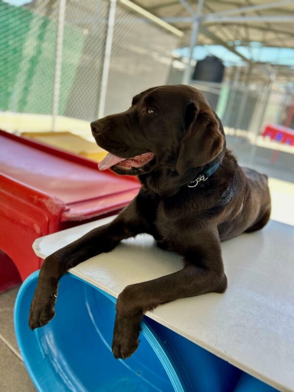 Pinecone is laying on a play structure in the community run area on the California campus. His mouth is open and he's gazing off into the distance, looking away from the camera.