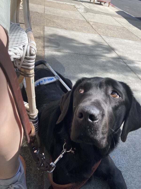 Herschel lays down tucked in next to a chair. He is wearing his harness and is gazing up towards his handler.