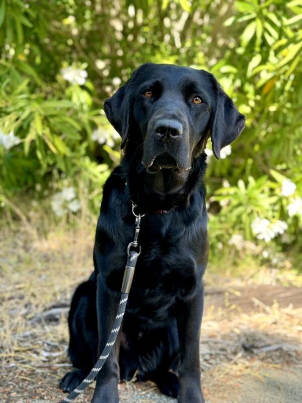 Herschel is sitting in front of a green landscape. He is facing the camera.