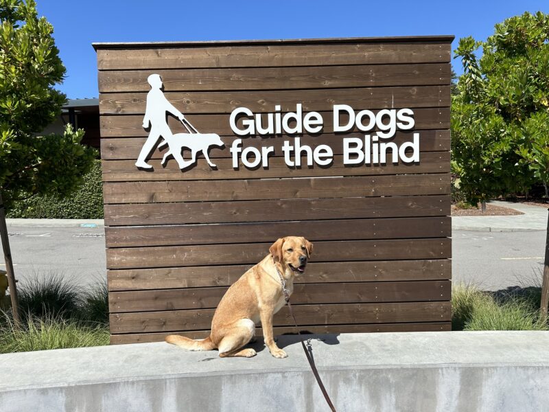 Anise poses in front of a wooden sign bearing Guide Dogs for the Blind's logo. She is sitting looking slightly to the right of the camera. There is a bright blue sky in the background.