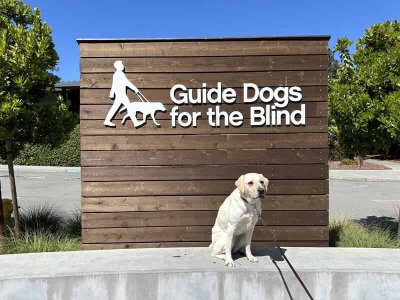 Azul poses in front of a wooden sign bearing Guide Dogs for the Blind's logo. She is sitting looking slightly right of the camera. There is a bright blue sky in the background.