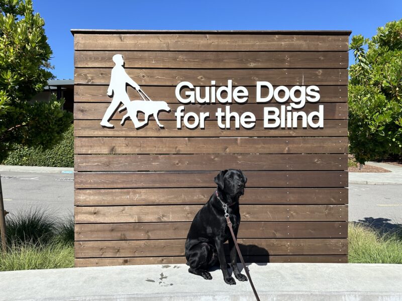 Marty poses in front of a wooden sign bearing Guide Dogs for the Blind's logo. He is sitting looking to the right of the camera. There is a bright blue sky in the background.