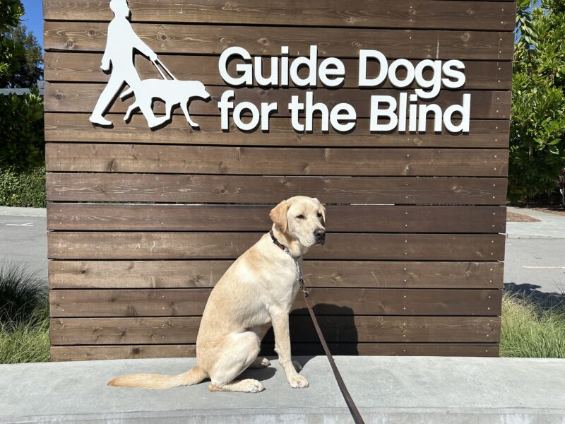 Matt poses in front of a wooden sign bearing Guide Dogs for the Blind's logo. He is sitting looking to the right of the camera. There is a bright blue sky in the background.