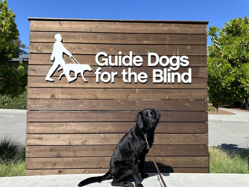 Nils poses in front of a wooden sign bearing Guide Dogs for the Blind's logo. He is sitting looking at the camera with his head tilted. There is a bright blue sky in the background.