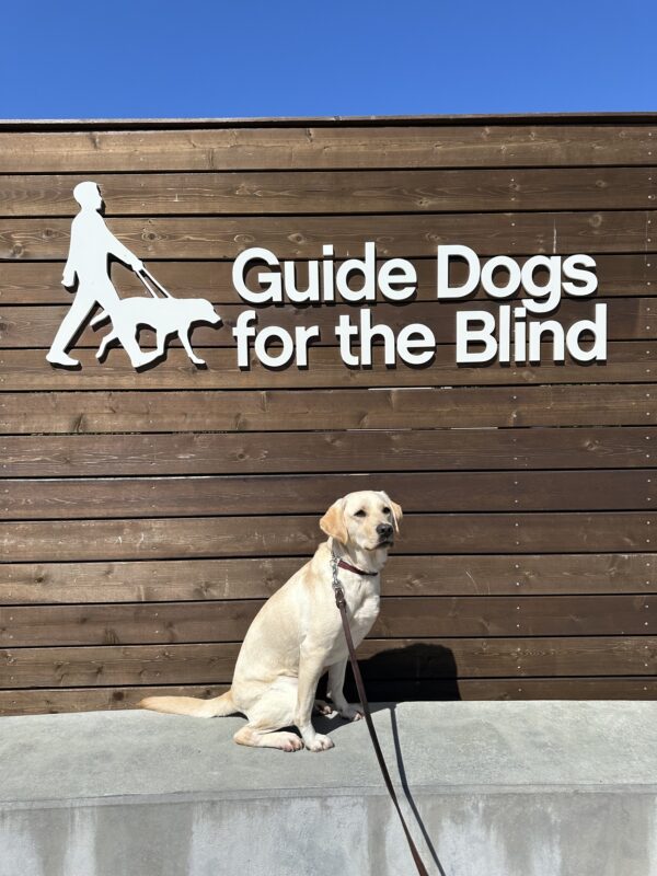 Rosetta poses in front of a wooden sign bearing Guide Dogs for the Blind's logo. She is sitting looking to the right of the camera. There is a bright blue sky in the background.