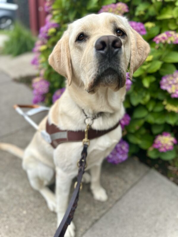 Yellow Lab Augustus sits on a sidewalk by a purple hydrangea bush. He is wearing a leather guide dog harness and leash.