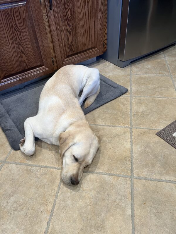 Augustus snoozes on a soft blue mat on a tile floor.