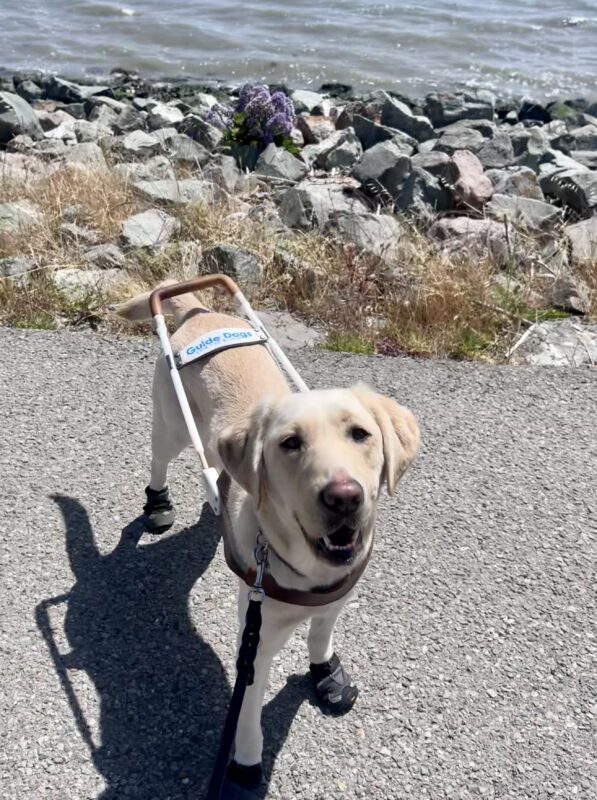 Flo wears her harness and all 4 booties on a paved trail. Birds Eye view photo of her as she looks up wearing a smile on her face.