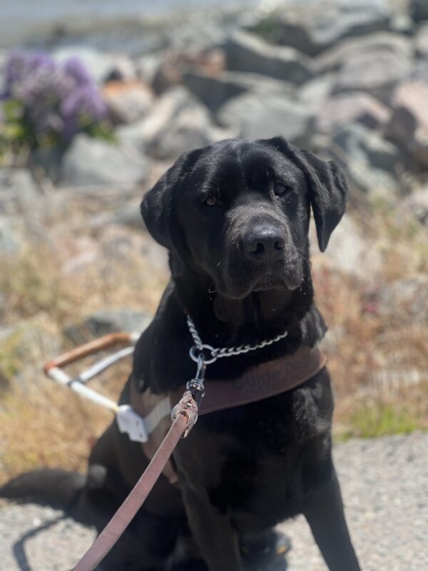 Alistairs sits on a paved trail. He is wearing his harness and looks at the camera.