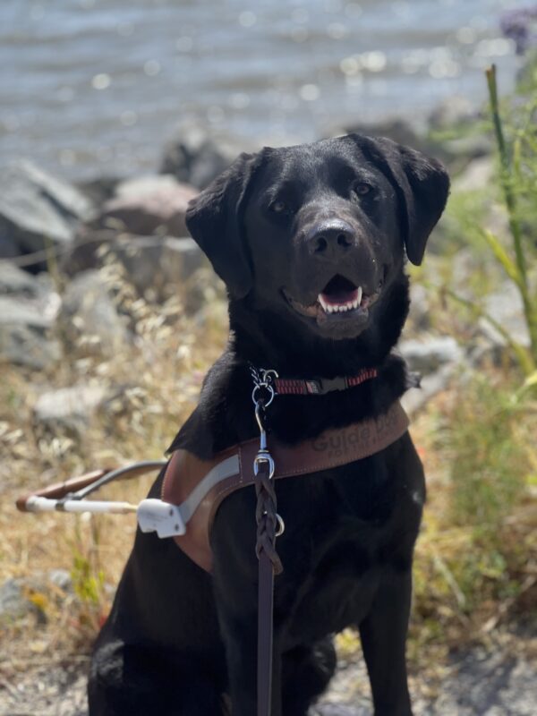 Prima sits on a paved trail. She wears her harness and smiles for the camera. Her bottom front teeth show.