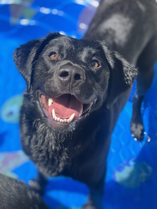 Prima smiles big as she looks up towards the camera. She is in a kiddie pool. Her black fur is damp.