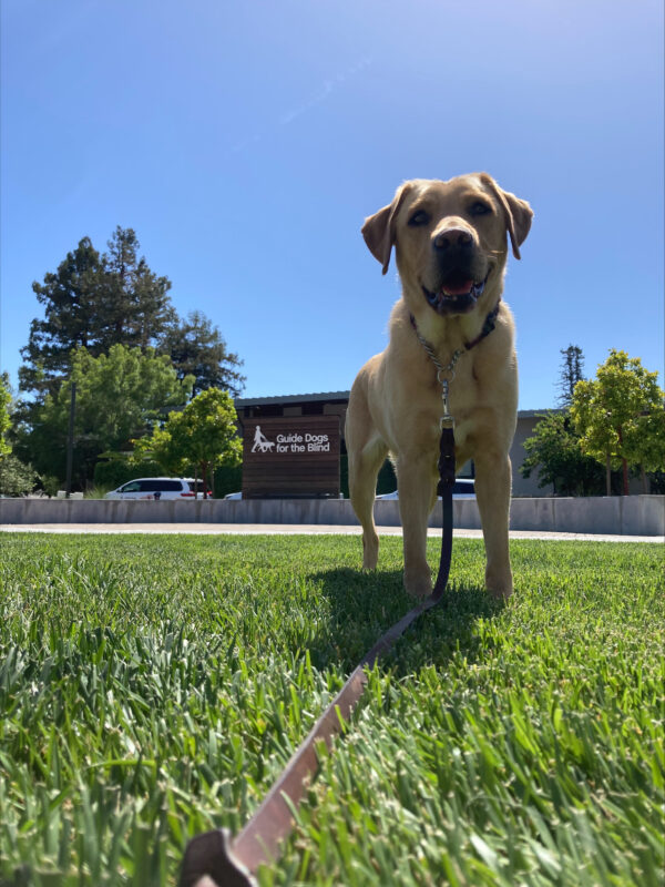 Anne enjoys a romp in the grass on the GDB campus. She smiles at the camera with alert ears and the Guide Dogs for the Blind sign in the background.