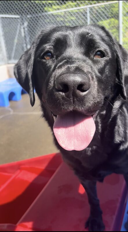 A black lab looks into the camera close-up. Her tongue is out and the sun is too! She stands on a red play structure with cement in the background