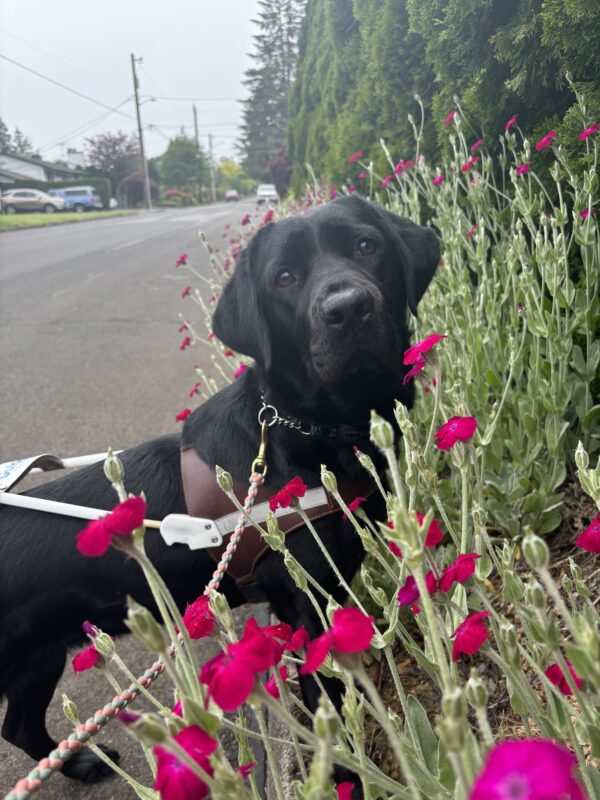 A black lab looks into the camera in harness. She is standing in a bright pink patch of flowers on a curb during sidewalkless training. Behind her is a street and neighborhood.