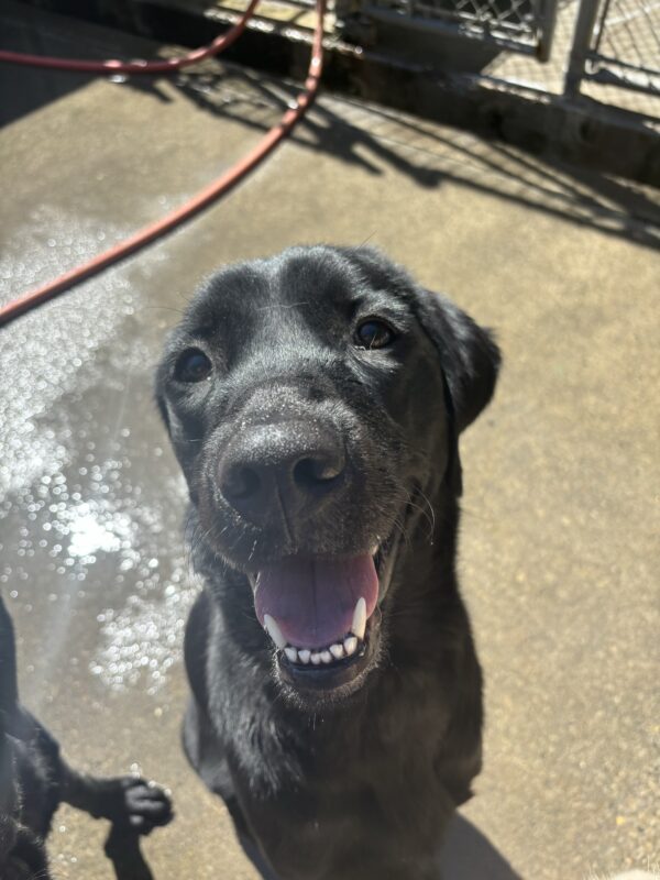 A black lab golden cross looks into the camera on a sunny day with mouth open and a happy expression. Behind him is a wet cement and a hose.