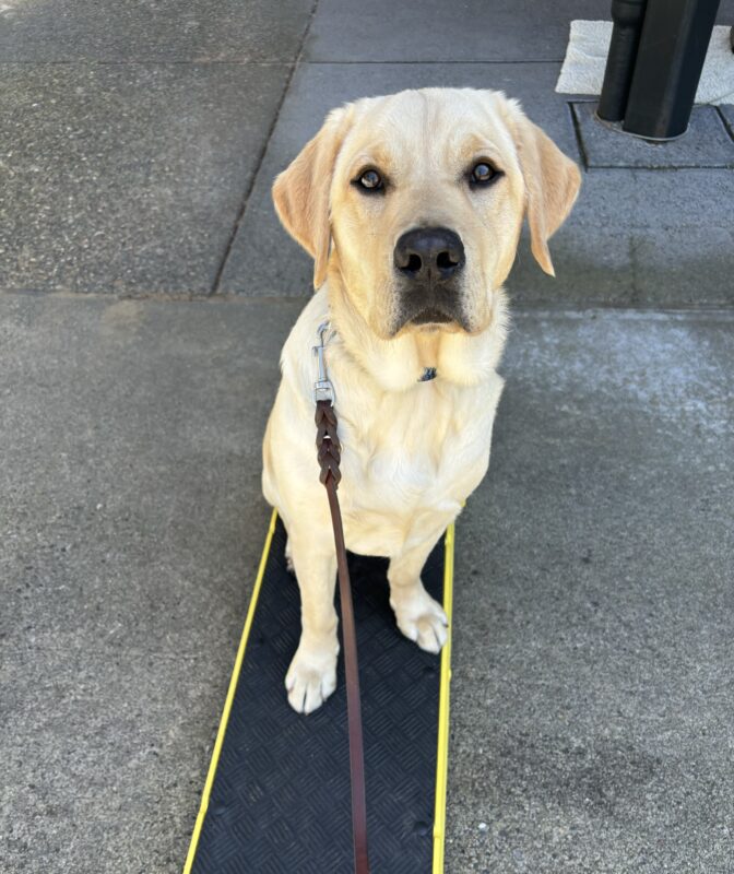 A yellow lab looks into the camera on the Oregon campus. He is sitting on a pedestal like a good boy he is!