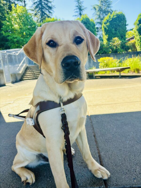 A yellow lab looks into the camera on the Oregon Campus. He is sitting in harness and has a serious look on his face.