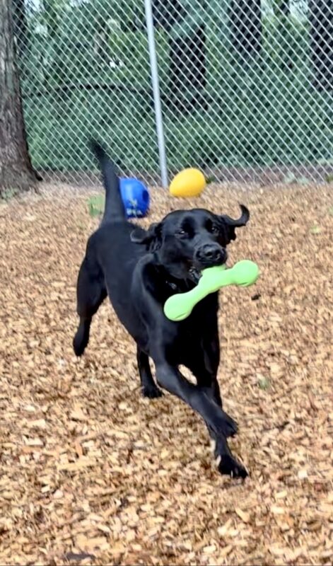 A black lab runs towards the camera. She is holding a green rubber toy in her mouth and ears and up from running. Behind her is an open area with toys and bark chips.
