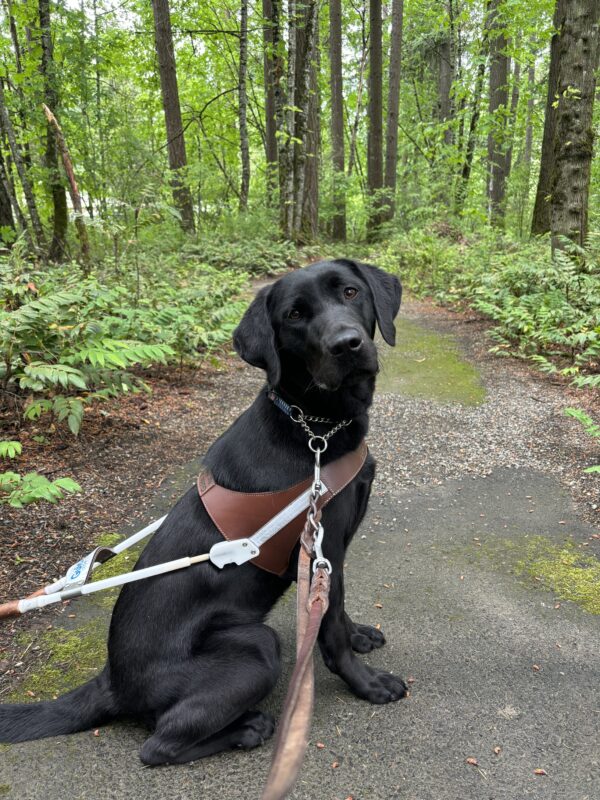 A black lab looks towards the camera in harness. She is sitting on a trail with woods behind her in the Oregon campus.