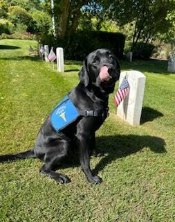 Black lab Hughes is sitting down outside on Memorial day wearing his blue service dog jacket.