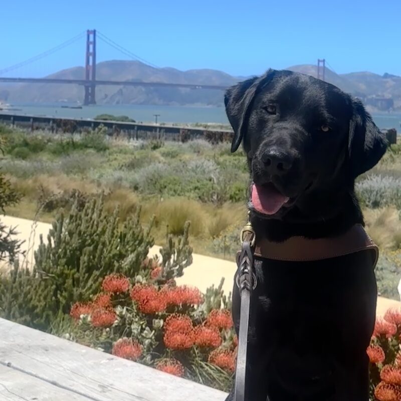 Carly looking at the camera, tongue out with native plants and the Golden Gate Bridge in the background.