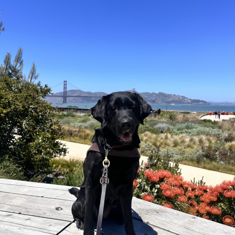 Irva sitting in harness with a garden of native plants and the Golden Gate Bridge in the background.