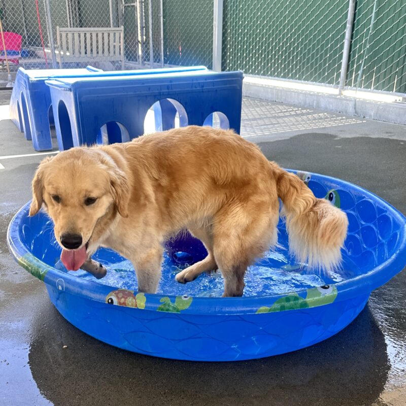 Mars in a blue kiddie pool playing in the water.