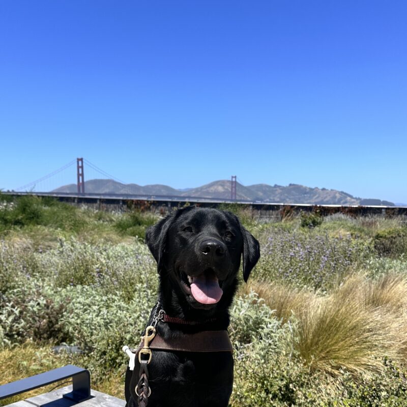 Steiner sitting in harness with native plants and the Golden Gate Bridge in the background.
