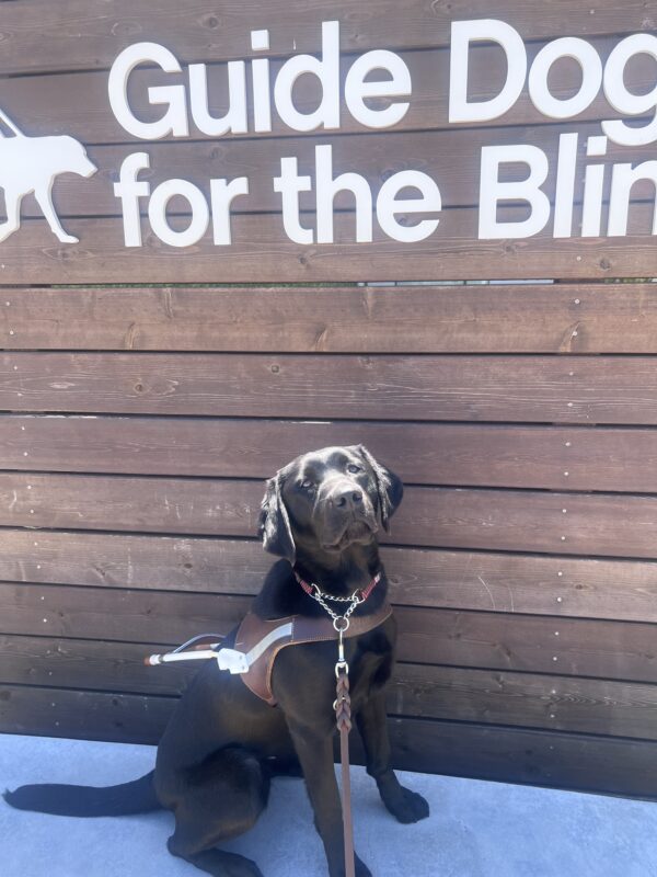 Kata poses in front of a wooden backdrop with a Guide Dogs for the Blind white logo. She looks up as the sun shines down on her. She wears her harness.