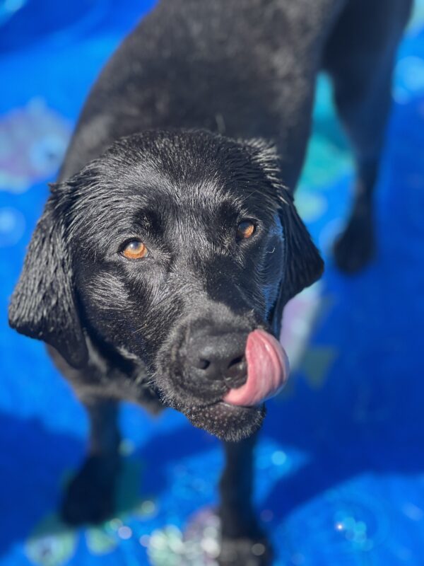 Kata stands in a bright blue kiddie pool. Her fur is damp and her tongue touches her nose as she is mid lick. Her brown eyes stand out against her black fur.