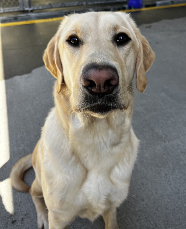 Fenway takes a break from playtime to sit and pose for a photo. He looks directly at the camera.