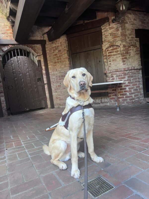 Fenway proudly wears his harness as he sits for a photo. He is in a rustic style setting with old brick roads, brick walls, and wooden doors in the backdrop.