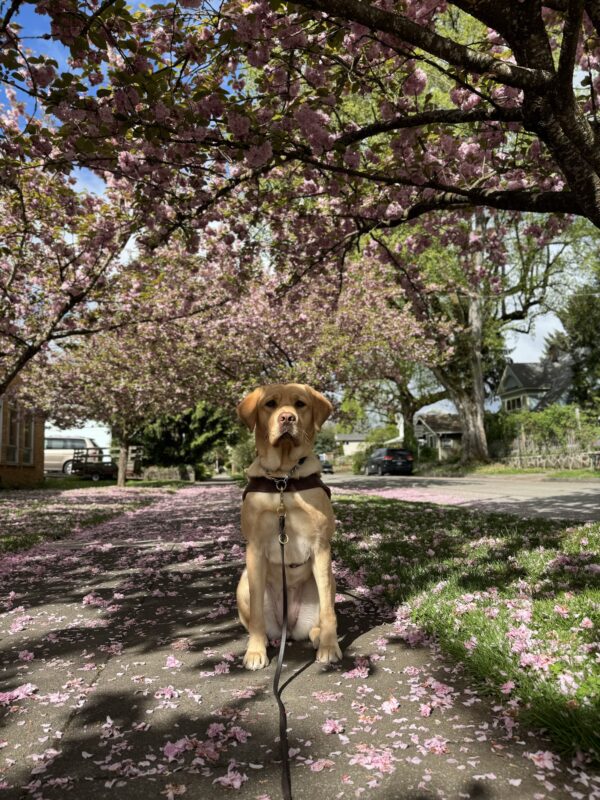 Kayla, a yellow Labrador retriever, sits on a sidewalk that is covered in cherry blossom trees. The sun shines through the trees casting shadows on her and the pathway around her.