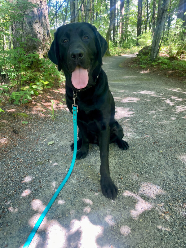 Lisbon, a large and handsome black lab sits on a gravel trail on the Oregon campus on a beautiful sunny day. Behind him is lush greenery. He is staring intently at the camera with his dark brown eyes and his tongue flopping out.