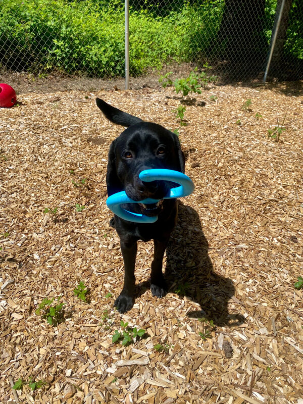 Lisbon, a large and handsome black lab is standing in a bark chipped free run area on the Oregon campus. It is a beautiful, sunny day and his shadow is casted off to the side. He is holding a blue
