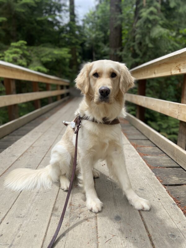 Strawberry, a long coated yellow Labrador and Golden retriever cross, is sitting on a wood bridge with green Douglas firs in the background. She is looking at the camera and wearing her harness.