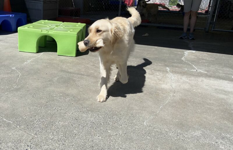 Strawberry is walking in community run toward her instructor while carrying a Nylabone in her mouth. the sun is shining and a green play structure is in the back ground.