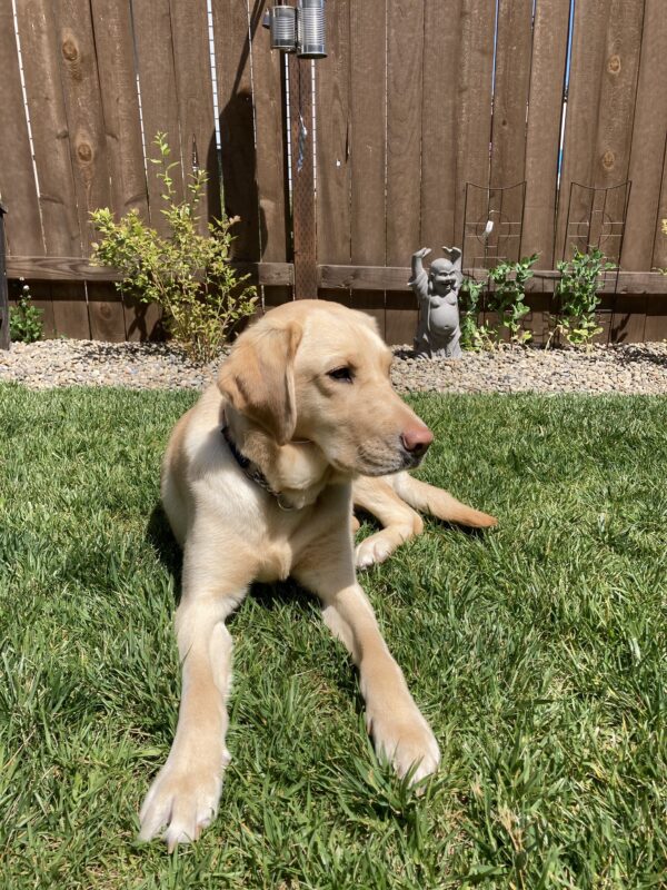 Fendi is laying in the green grass looking off into the distance. There is a wood fence, a yard statue, and some green shrubs in the background.